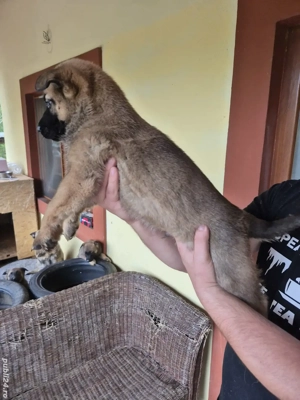 ciobanesc malinois - imagine 3