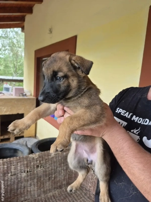 ciobanesc malinois - imagine 2