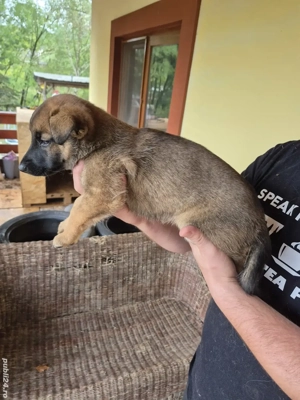 ciobanesc malinois - imagine 4