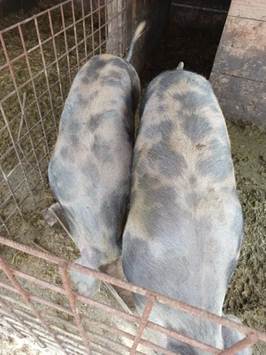 vand porci - imagine 2