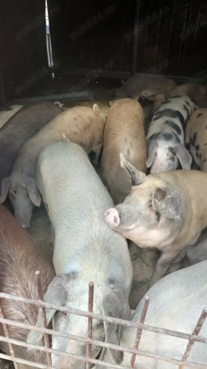 Vând porcii de la 60 kilograme pâna la 200 kilograme 