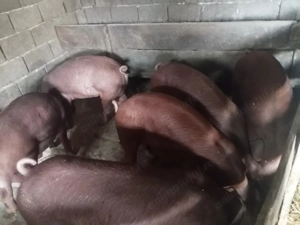 Vând porci Duroc - imagine 2