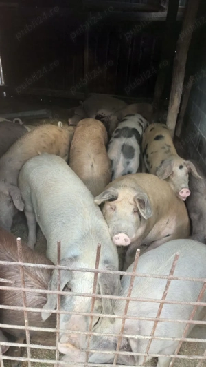 Vând porcii de la 100 kilograme pâna la 250 kilograme 