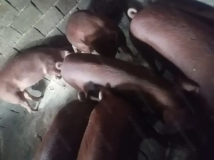 Vând porci Duroc - imagine 3