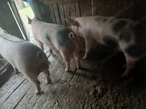 Se vinde detali la tel  - imagine 3