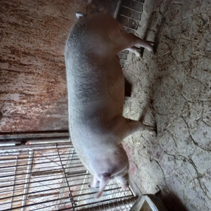 Porc de carne de vânzare 