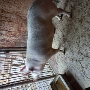 Porc de carne de vânzare  - imagine 5