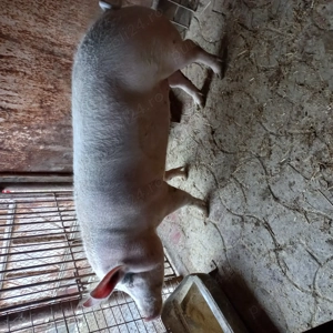 Porc de carne de vânzare  - imagine 3