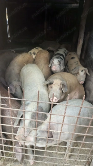 Vând porcii  - imagine 2