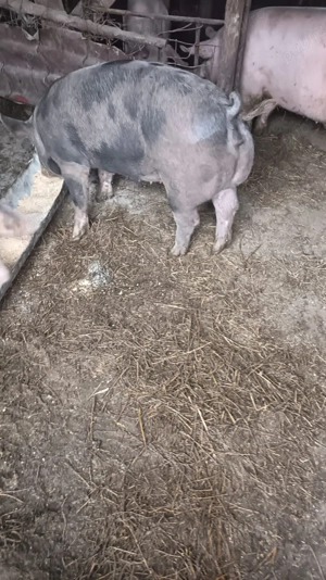 Porci de carne de vânzare  - imagine 2