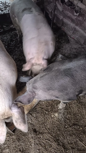 Porci de carne de vânzare 