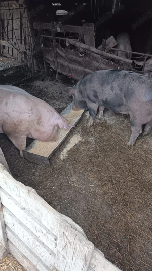 Porci de carne de vânzare  - imagine 4