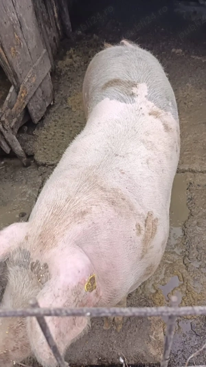 Porci de carne de vânzare  - imagine 3