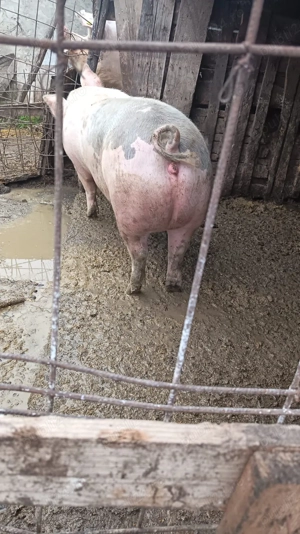 Porci de carne de vânzare  - imagine 5