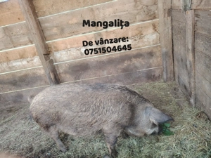 Vând porc Mangalița  - imagine 2