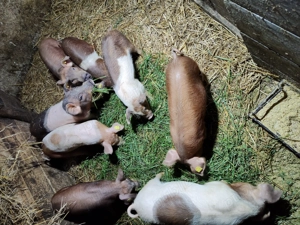 Vând purcei  de 10  săptămâni - imagine 5