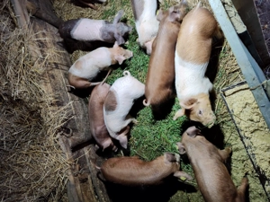 Vând purcei  de 10  săptămâni - imagine 3