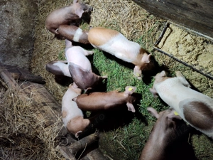 Vând purcei  de 10  săptămâni - imagine 4