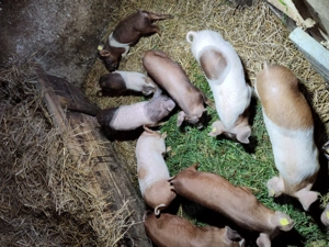 Vând purcei  de 10  săptămâni - imagine 2
