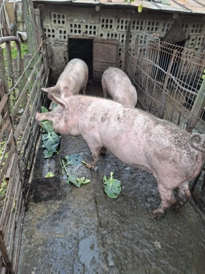Porci de vânzare pentru sacrificat