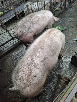 Porci de vânzare pentru sacrificat - imagine 3