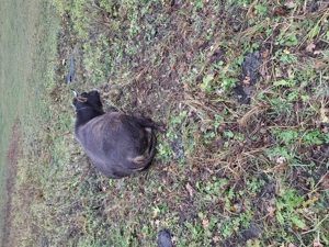 Vaci de vânzare,1 august și alta bruna de Maramureș  - imagine 3