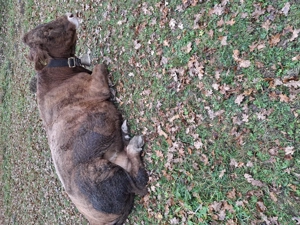 Vaci de vânzare,1 august și alta bruna de Maramureș  - imagine 4