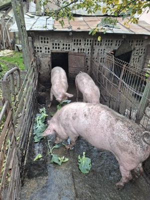 Porci de vânzare pentru sacrificat - imagine 2
