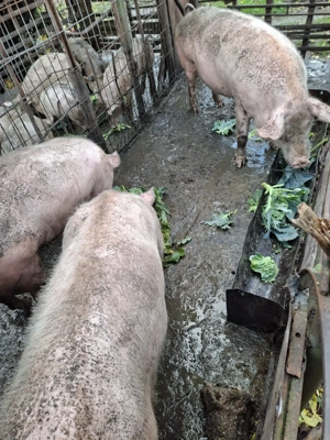 Porci de vânzare pentru sacrificat - imagine 4