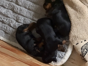 Vând câine Yorkshire Mini Toy - imagine 4