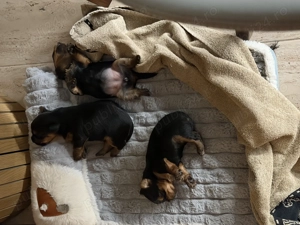 Vând câine Yorkshire Mini Toy - imagine 2