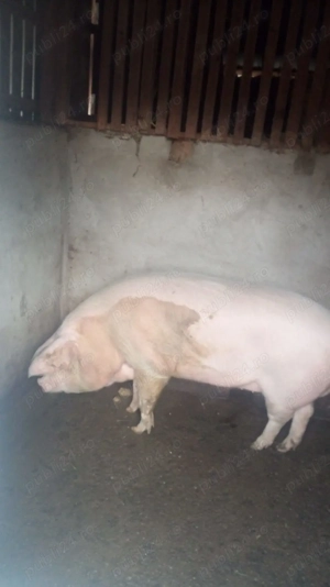 Porci de vanzare
