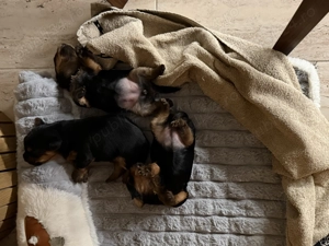 Vând câine Yorkshire Mini Toy - imagine 3