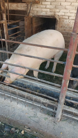 Vand porci  - imagine 3