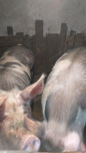 Porc de vanzare. - imagine 4