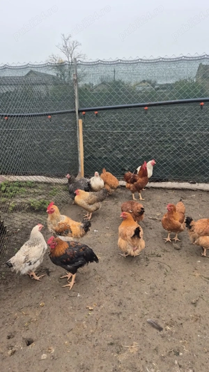 Curci curcani rațe gâște găini cocoși bibilici