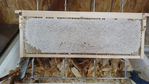 Vând miere poliflora, floarea-soarelui și rapiță  - imagine 2