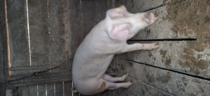 Porc de vinzare 80 - 90 kg