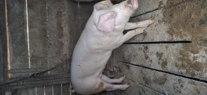 Porc de vinzare 80 - 90 kg - imagine 4