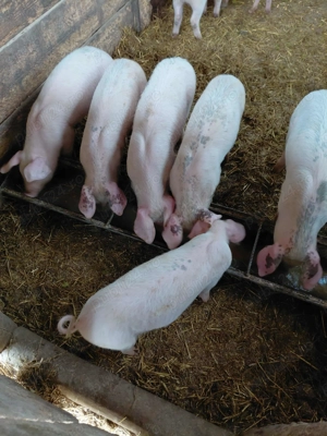 Purcei de vanzare - imagine 3