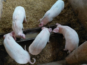 Purcei de vanzare - imagine 4