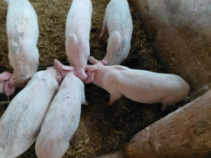 Purcei de vanzare - imagine 2