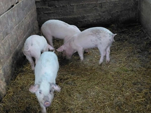 Purcei de vanzare - imagine 5