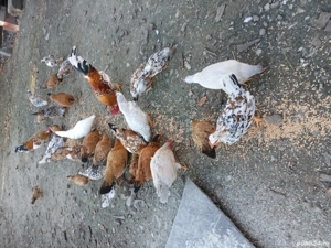 vand gaini pitice - imagine 4