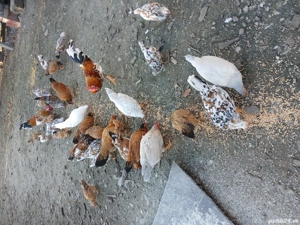 vand gaini pitice - imagine 5