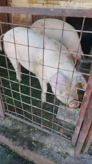 Vand porci  - imagine 2