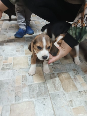 Catei beagle tricolor