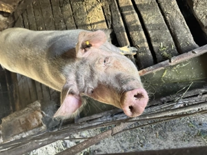 Porc de vanzare - imagine 3