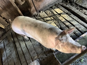 Porc de vanzare - imagine 4