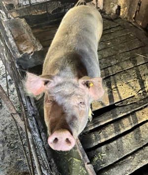 Porc de vanzare - imagine 2